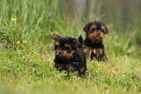 YORKSHIRE TERRIER 601